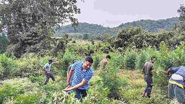 Ganja: గంజాయి సాగుపై పోలీసుల వరుస దాడులు.. విశాఖ ఏజెన్సీలో 259 ఎకరాల్లో గంజాయి తోటలు ధ్వంసం..
