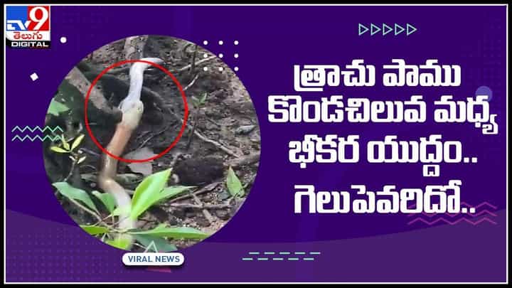 Cobra Python Fight video: నాగుపాము, కొండచిలువ మధ్య భీకర యుద్దం.. విన్నర్ ఎవరో తెలియాలంటే వీడియో చూడాల్సిందే.. Cobra Python Fight video: నాగుపాము, కొండచిలువ మధ్య భీకర యుద్దం.. విన్నర్ ఎవరో తెలియాలంటే వీడియో చూడాల్సిందే..