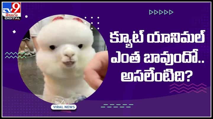 Cute Animal: క్యూట్ యానిమల్ ఎంత బావుందో.. అసలేంటిది? అందరినీ ఆకట్టుకుంటున్న ఆల్పాకా.. వైరల్ అవుతున్న వీడియో Cute Animal: క్యూట్ యానిమల్ ఎంత బావుందో.. అసలేంటిది? అందరినీ ఆకట్టుకుంటున్న ఆల్పాకా.. వైరల్ అవుతున్న వీడియో