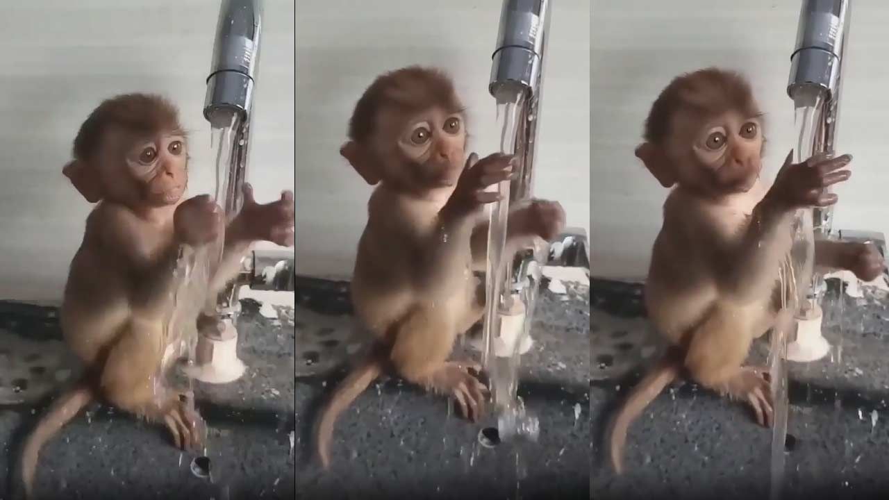 Monkey Viral Video: ఈ కోతి పిల్ల మామూలుది కాదుగా.. రెండు చేతులతో పట్టేస్తుందటా..