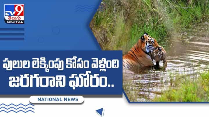 పులుల లెక్కింపు కోసం వెళ్లింది !! కానీ అంతలో జరగరాని ఘోరం ?? వీడియో పులుల లెక్కింపు కోసం వెళ్లింది !! కానీ అంతలో జరగరాని ఘోరం ?? వీడియో