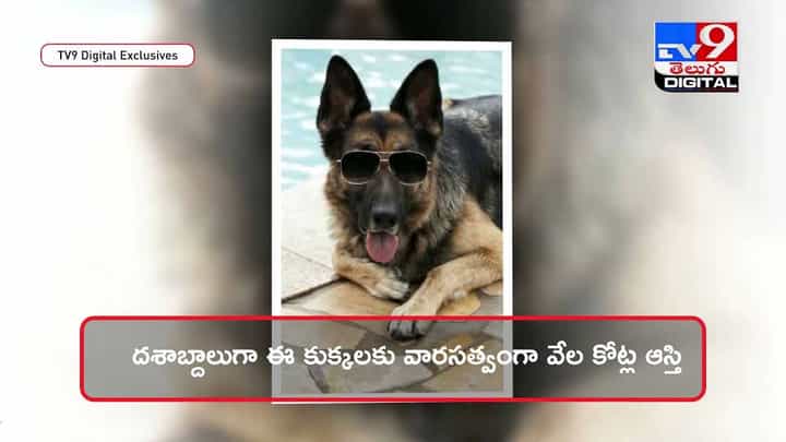 World Richest Dog: వేల కోట్ల ఆస్తికి వారసురాలు ఈ కుక్క !! వీడియో World Richest Dog: వేల కోట్ల ఆస్తికి వారసురాలు ఈ కుక్క !! వీడియో