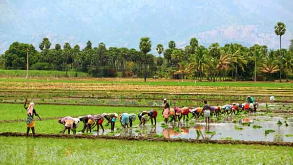 TS Govt. on Yasangi Crop: యాసంగి పంటల సాగుపై తెలంగాణ ప్రభుత్వం కీలక ప్రకటన.. ఎమన్నారంటే..?