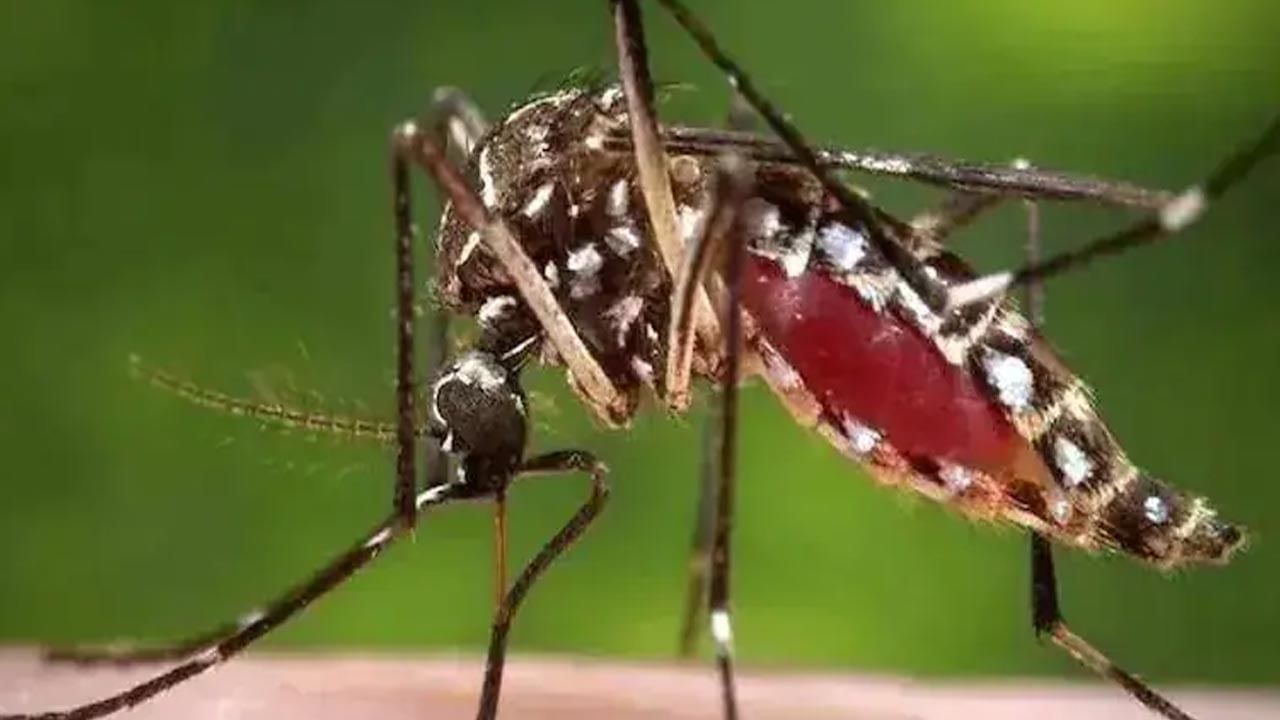 Zika virus cases: యూపీలో మరో 16 మందికి జికా వైరస్ .. 105 చేరిన కేసుల సంఖ్య..