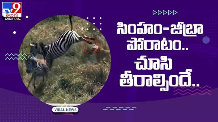 Viral Video: సింహం-జీబ్రా పోరాటం.. చూసి తీరాల్సిందే.. వీడియో Viral Video: సింహం-జీబ్రా పోరాటం.. చూసి తీరాల్సిందే.. వీడియో