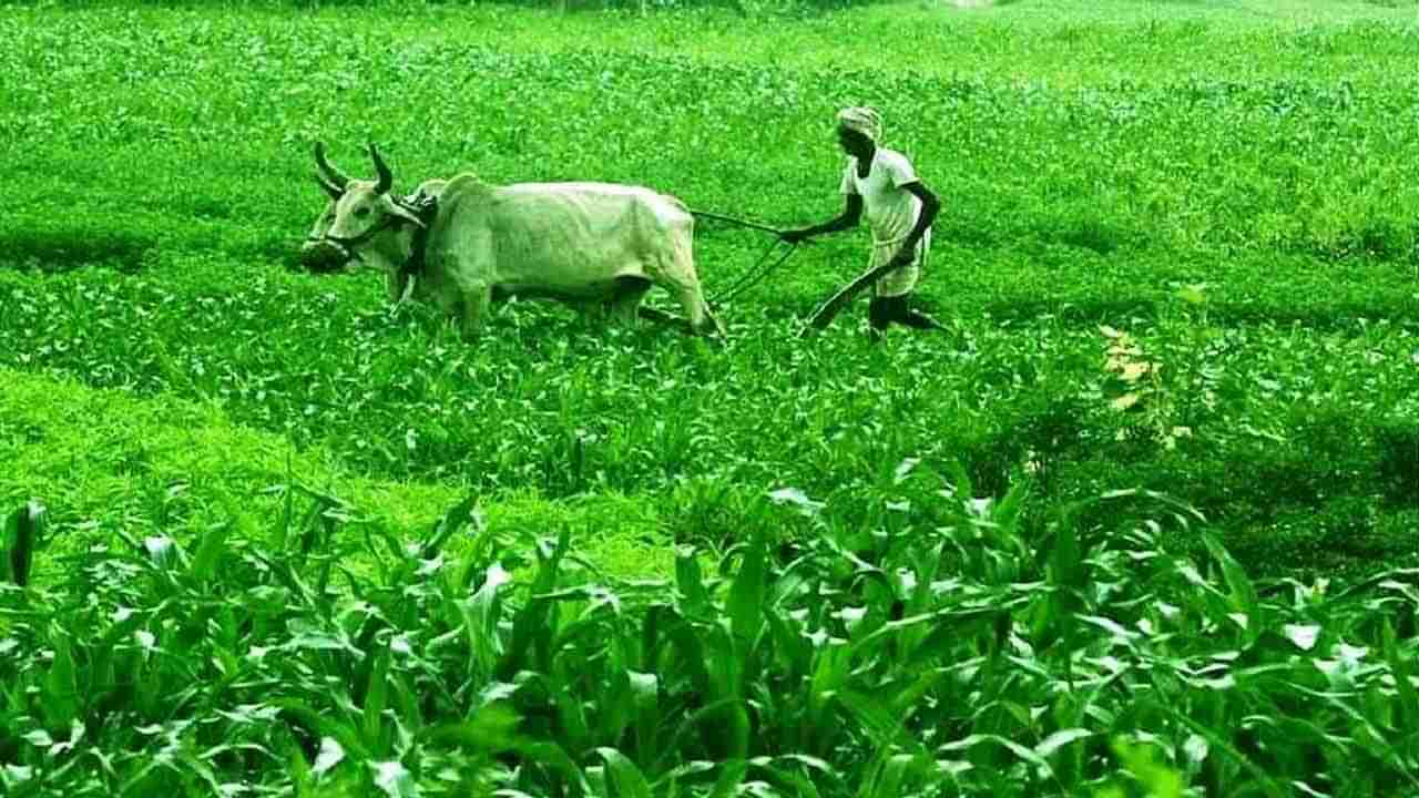 Fertilisers: అన్నదాతలకు శుభవార్త.. విదేశీ ఎరువుల రాయితీపై కీలక నిర్ణయం తీసుకోనున్న కేంద్రం !