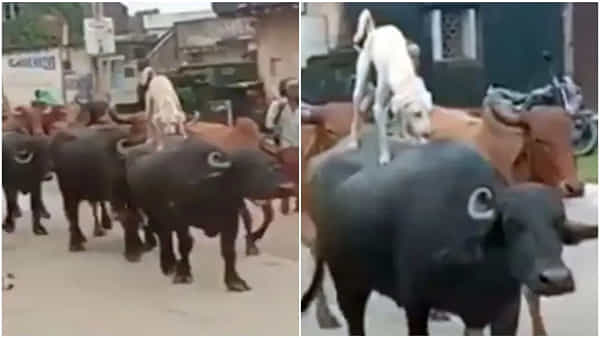 Viral video: గేదెపై రాజసంగా శునకం సవారీ.. నెట్టింట్లో వైరల్గా మారిన వీడియో..