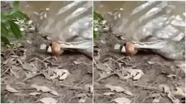 Viral video: ఈల్ చేపను మింగేద్దామనుకున్న మొసలి.. కరెంట్ షాక్తో మృత్యువాత.. నెట్టింట్లో వైరల్ వీడియో..