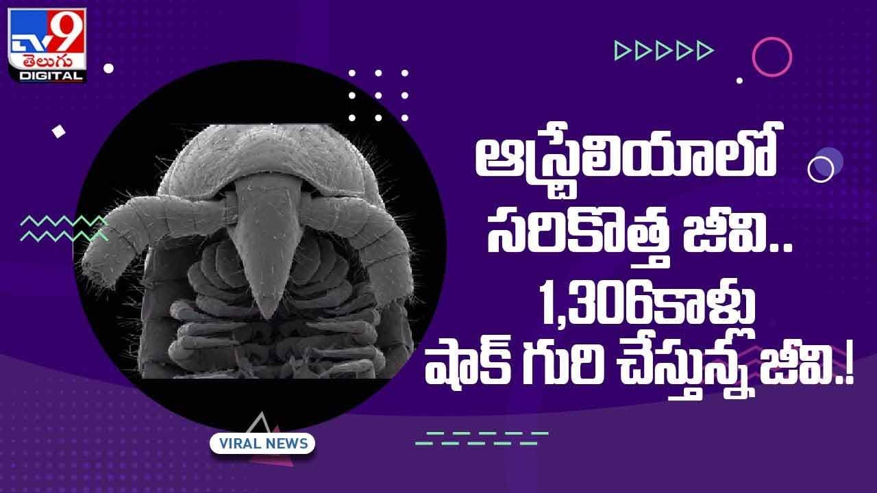 ఆస్ట్రేలియాలో సరికొత్త జీవి !! 1306 కాళ్లు.. షాక్‌ గురి చేస్తున్న జీవి !! వీడియో