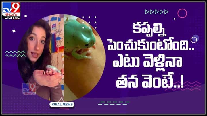 Woman Raising Frogs: కప్పల్ని పెంచుకుంటున్న యువతి.. కప్పలు ఎప్పుడూ నవ్వుతూ గిగీ.. (వీడియో) Woman Raising Frogs: కప్పల్ని పెంచుకుంటున్న యువతి.. కప్పలు ఎప్పుడూ నవ్వుతూ గిగీ.. (వీడియో)