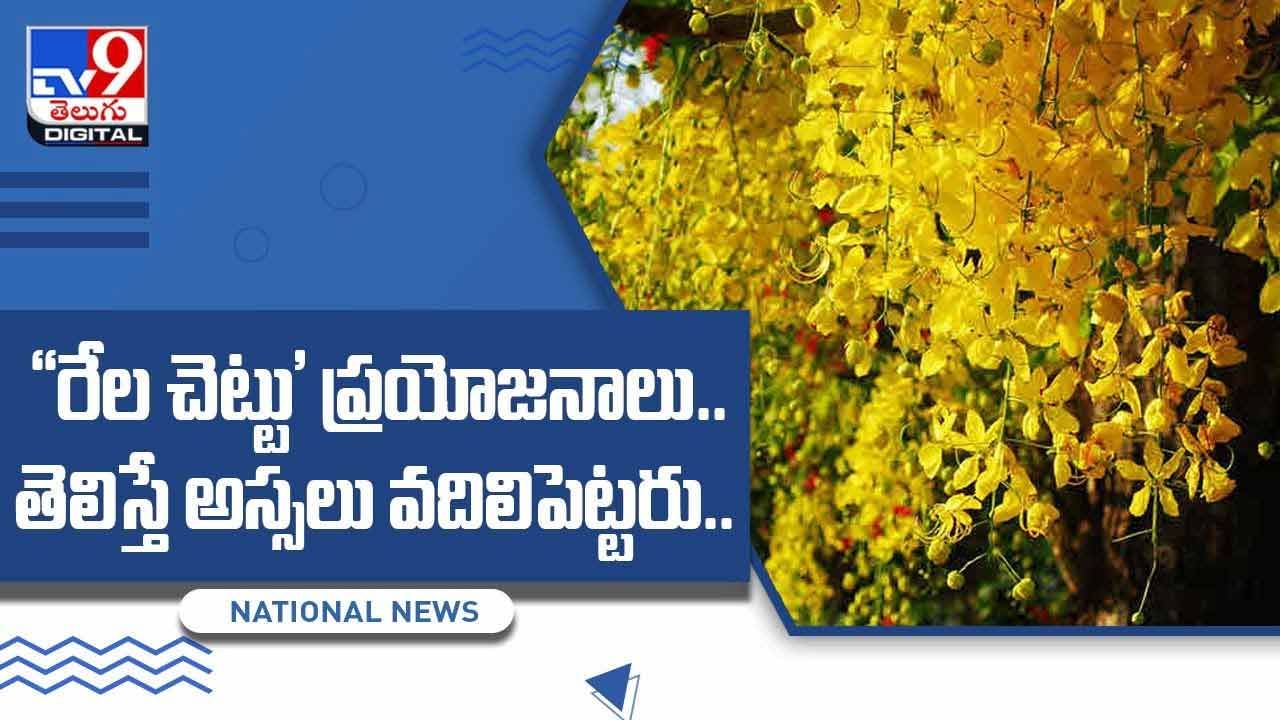 రేల చెట్టు ప్రయోజనాలు !! తెలిస్తే అస్సలు వదిలిపెట్టరు !! వీడియో