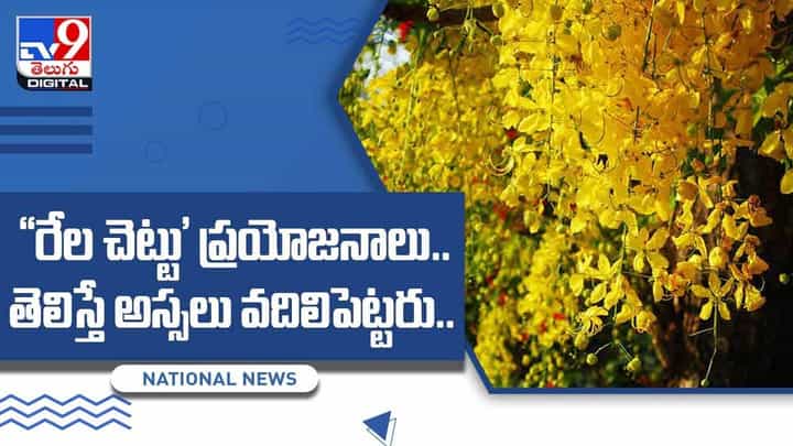రేల చెట్టు ప్రయోజనాలు !! తెలిస్తే అస్సలు వదిలిపెట్టరు !! వీడియో రేల చెట్టు ప్రయోజనాలు !! తెలిస్తే అస్సలు వదిలిపెట్టరు !! వీడియో