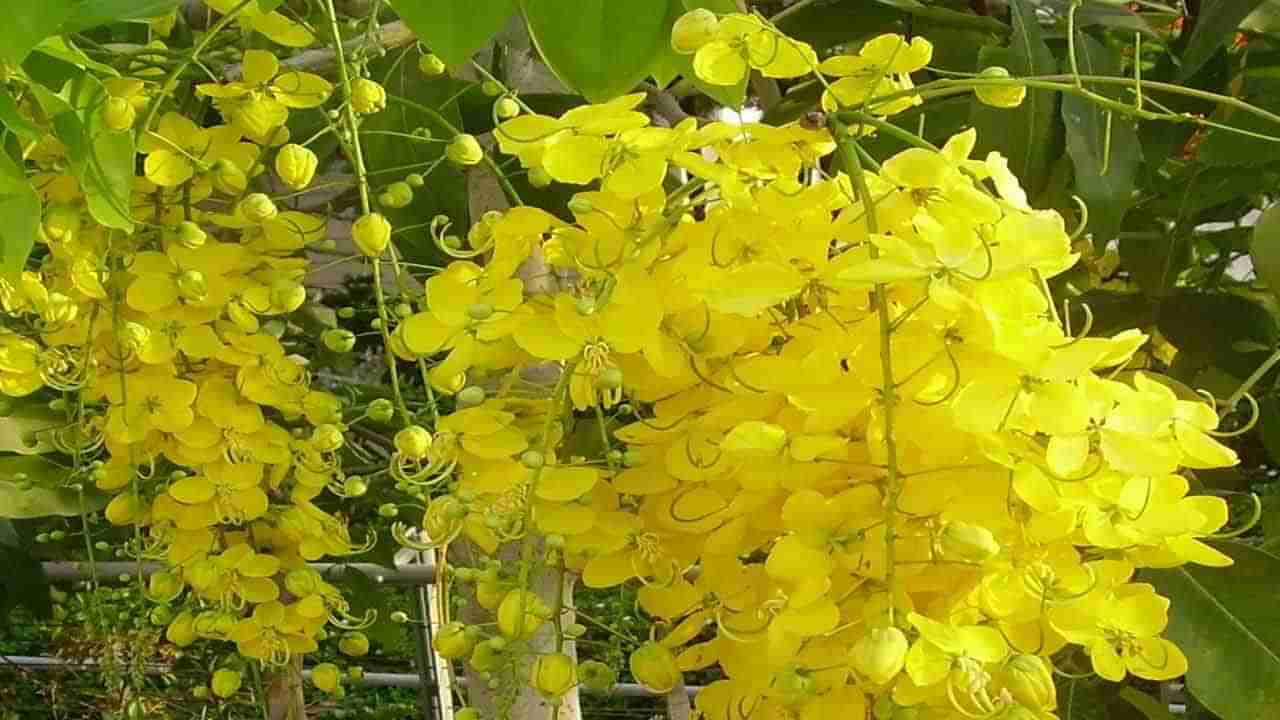 Amaltas Benefits For Health: రేల చెట్టు మీ ఇంట్లో ఉంటే అనేక ప్రయోజనాలు..అనారోగ్య సమస్యలను తగ్గిస్తుంది..