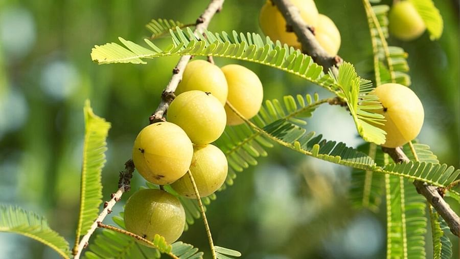 Amla Benefits: ఆరోగ్యాల సిరి ‘ఉసిరి’..  ఆమ్లా తినడం వల్ల కలిగే ఆ అద్భుత ప్రయోజనాలేంటో తెలుసా..?