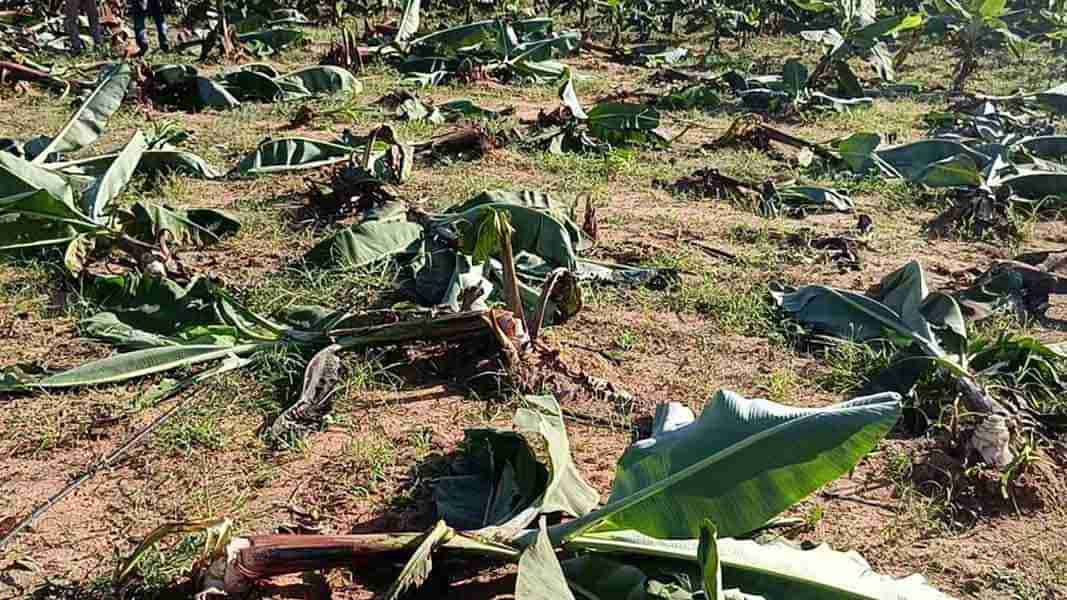 West Godavari: పశ్చిమలో ఫ్యాక్షన్ సంస్కృతి.. అరటితోటపై కుళ్లు కత్తి.. 4 ఎకరాలు ధ్వంసం