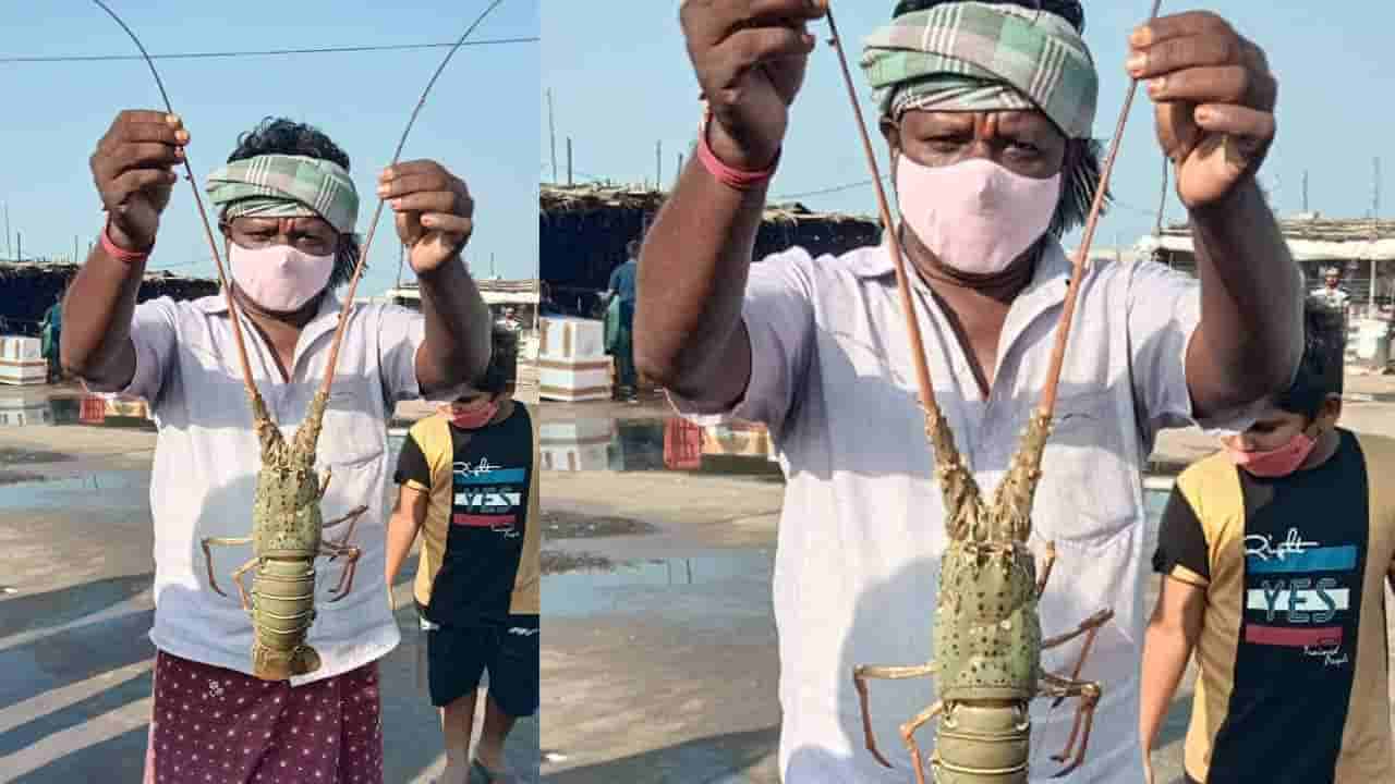 East Godavari: మీసాలతో జడ వెయ్యవచ్చు.. ఏంది సామి ఈ వయ్యారాల రొయ్య..!