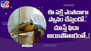 జిమ్‌లో పిల్లి వర్క్‌ అవుట్లు !! ఫిదా అవుతున్న నెటిజన్స్.. వీడియో