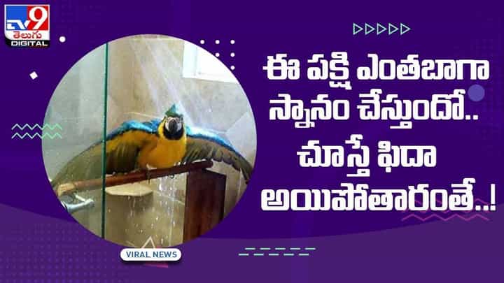 Viral Video: ఈ పక్షి ఎంతబాగా స్నానం చేస్తుందో !! చూస్తే ఫిదా అయిపోతారంతే !! వీడియో Viral Video: ఈ పక్షి ఎంతబాగా స్నానం చేస్తుందో !! చూస్తే ఫిదా అయిపోతారంతే !! వీడియో