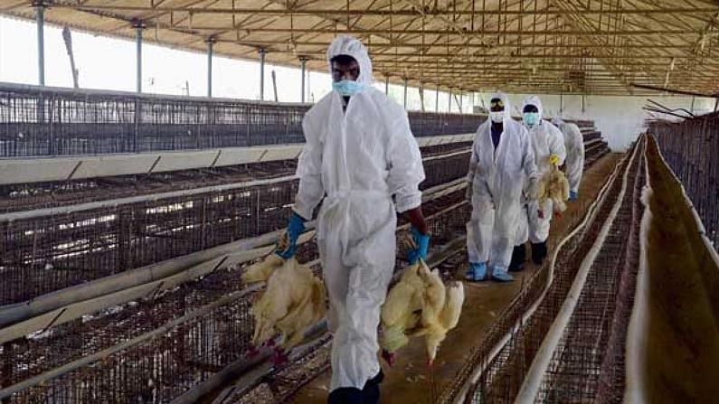 Bird Flu in Kerala: కేరళలో మరోసారి బర్డ్‌ ఫ్లూ కలకలం.. కోళ్లు, పెంపుడు జంతువులను చంపాలని నిర్ణయం..