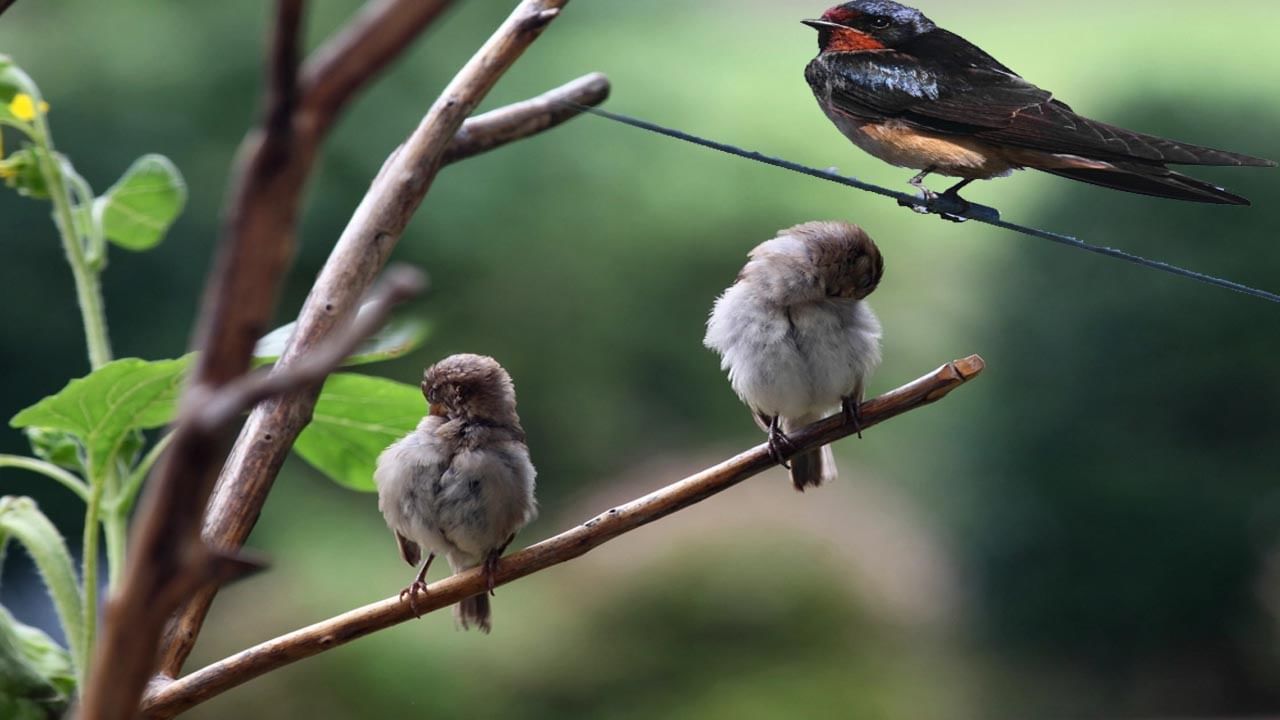 Birds Sleep: పక్షులు కిందపడకుండా చెట్లపైన ఎలా నిద్రిస్తాయి.. వాటి కాళ్ల నరాల నిర్మాణం ప్రత్యేకత ఏమిటి..?