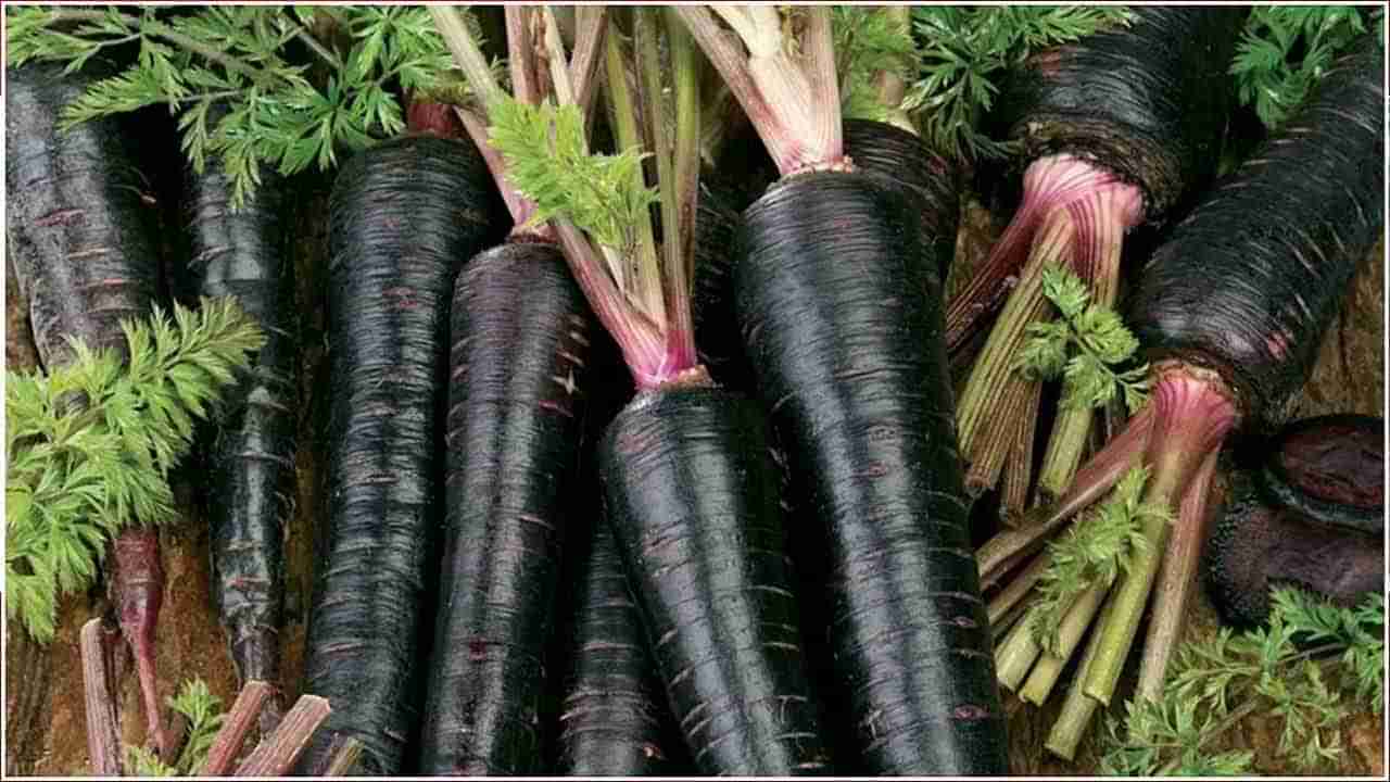 Benefits of Black Carrot: చలికాలంలో బ్లాక్ క్యారెట్ తీసుకోవడం వల్ల చాలా ప్రయోజనాలు..అవేంటో తెలుసా..