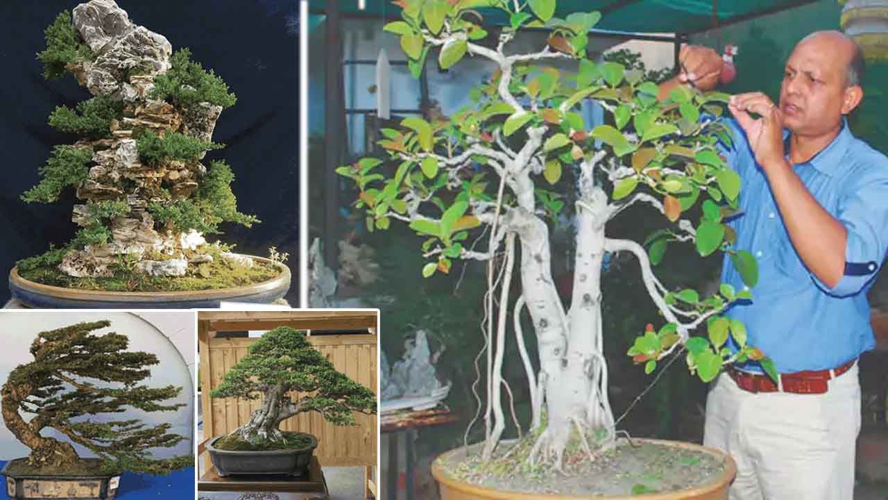 Bonsai Plants పొట్టి మొక్కలతో పుట్టెడు ఆదాయం.. అతని చిన్నప్పటి హాబీ