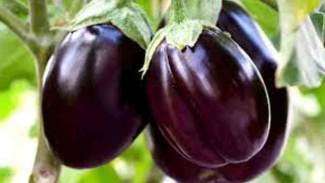 Brinjal Benefits: Eggplant is the panacea for type 2 diabetes .. If you  know the nutritional value of it ..! | Brinjal Benefits Whether to Eat  Brinjal in Type 2 Diabetes know Hidden Nutrients in it Here is The Details  | PiPa News