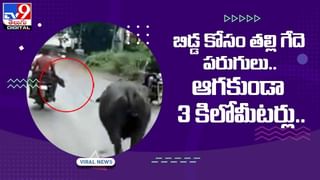 Cheetah Hulchul: షిర్డీ సమీపంలోని శ్రీరాంపూర్‌లో చిరుత టెర్రర్.. ఊరు మొత్తం అతలాకుతలం