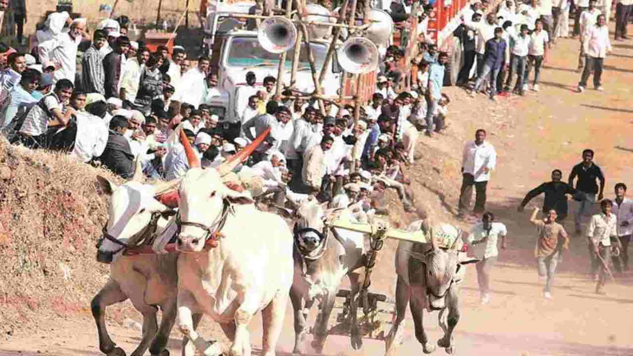 Bullock Cart Race: మహారాష్ట్రలో ఎడ్ల బండ్ల పందాల నిర్వహణకు సుప్రీం సై.. అన్ని రాష్ట్రాల్లోనూ ఒకే నిబంధనలు ఉండాలంటూ వ్యాఖ్యలు..