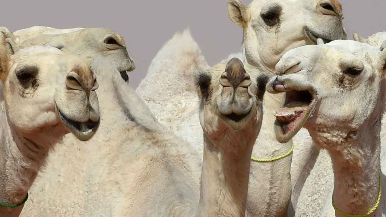 Beauty Contests for Camels: అందాల పోటీలో అడ్డంగా బుక్కైన ఒంటేలు.. 40కి పైగా ఒంటెలు ఎలిమినేట్..!