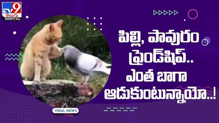 పిల్లి, పావురం ఫ్రెండ్షిప్ !! ఎంత బాగా ఆడుకుంటున్నాయో.. వీడియో పిల్లి, పావురం ఫ్రెండ్షిప్ !! ఎంత బాగా ఆడుకుంటున్నాయో.. వీడియో