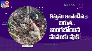 Viral News: కళ్లు చెదిరే వజ్రాల గొడుగు.. దాని ధర ఎంతో తెలిస్తే షాకవ్వాల్సిందే.!