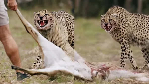 Viral Video: నోటికాడి జింకను లాక్కెళ్లిన వ్యక్తి.. ఆ చిరుతల కళ్లలో కసి మామూలుగా లేదు.. షాకింగ్ వీడియో మీకోసం..