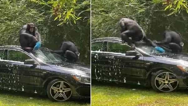 Chimpanzees: కార్ని మనుషులకంటే జాగ్రత్తగా శుభ్రం చేస్తున్న చింపాజీలు.. వీడియో నెట్టింట్లో వైరల్..