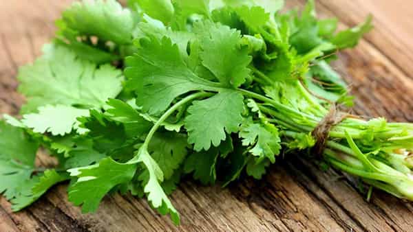 Green Coriander Benefits: పచ్చి కొత్తిమీరను తినేవారు ఈ విషయాలను తెలుసుకోవాల్సిందే.. ఏంటంటే..