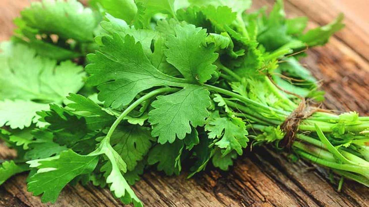 Coriander Leaves: చలికాలంలో కొత్తిమీర ఆకులను తింటే బరువు తగ్గుతారా ?.. అసలు విషయాలను తెలుసుకోండి..