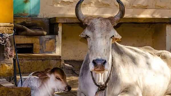 Viral: తన ఆవు పాలివ్వడం లేదంటూ పోలీస్ స్టేషన్లో రైతు ఫిర్యాదు.. ఆ తర్వాత