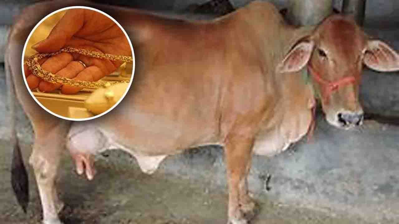 Cow Swallows Gold: బంగారు నెక్లెస్‌ను మింగేసిన ఆవు.. నెల రోజుల తర్వాత ఏం జరిగిందంటే..?