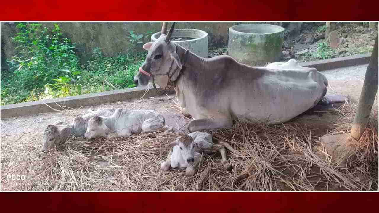 Cow: ఒకే కాన్పులో మూడు దూడలకు జన్మనిచ్చిన గోమాత.. రైతు ఇంట్లో పండుగ శోభ..