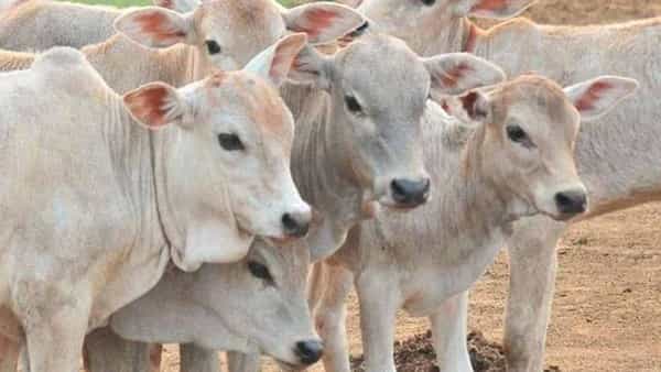 Visakhapatnam: ఆశ్రమంలో ఆవుల వరుస మరణాల కలకలం.. కారణాలపై ఆరా తీస్తున్న అధికారులు