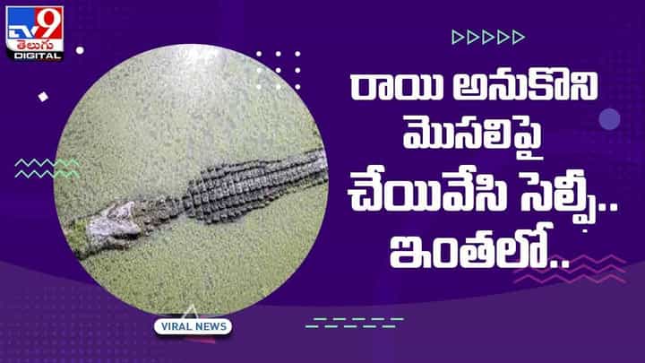 Viral Video: రాయి అనుకొని మొసలిపై చేయివేసి సెల్ఫీ !! ఇంతలో ?? వీడియో Viral Video: రాయి అనుకొని మొసలిపై చేయివేసి సెల్ఫీ !! ఇంతలో ?? వీడియో