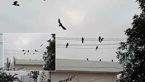 Crows Attention: కాకి గోల అని కొట్టిపారేయొద్దు.. ఆ గోల ఒక ప్రాణాన్ని నిలిపింది..