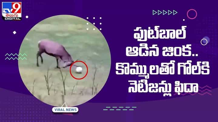Viral Video: ఫుట్బాల్ ఆడిన జింక !! కొమ్ములతో గోల్కి నెటిజన్లు ఫిదా !! వీడియో Viral Video: ఫుట్బాల్ ఆడిన జింక !! కొమ్ములతో గోల్కి నెటిజన్లు ఫిదా !! వీడియో