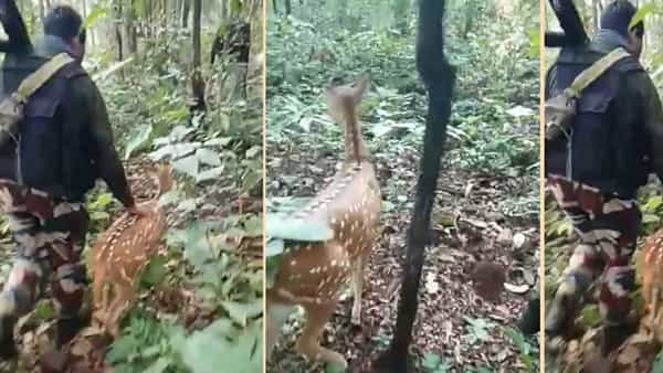Deer With Jawans: ఛత్తీస్గఢ్ ఒరిస్సా సరిహద్దులో వింత ఘటన.. సైనికులతో నేను సైతం అంటున్న జింక..!