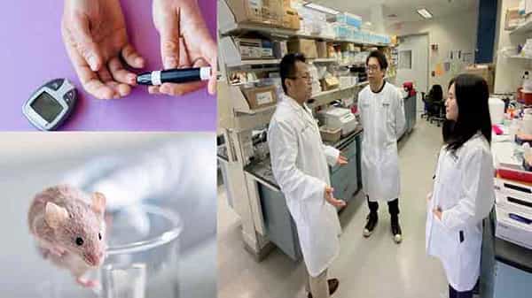 Dysfunctional Cells: షుగర్ పేషేంట్స్కు గుడ్ న్యూస్.. ఆ.. కణాలను తొలగిస్తే.. శాశ్వత నివారణ అంటున్న శాస్త్రవేత్తలు