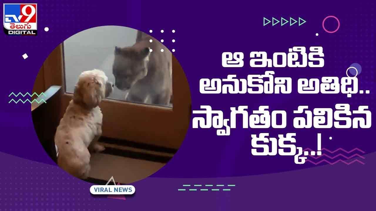 Viral Video: సింహం పై దాడికి రెడీ అయిన కుక్క !! చూస్తే ఆశ్చర్య పోవాల్సిందే !! వీడియో