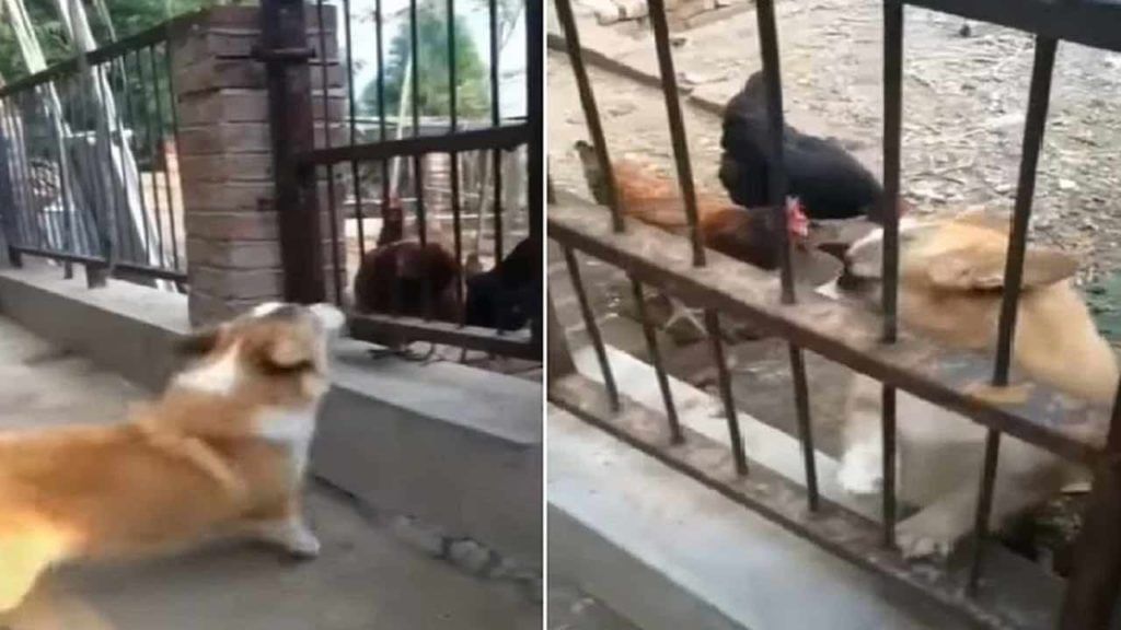 Viral Video: ముందు సింహంలా గర్జించింది.. తీరా రింగులోకి దిగి గజగజ వణికింది.. ఫన్నీ వీడియో Viral Video: ముందు సింహంలా గర్జించింది.. తీరా రింగులోకి దిగి గజగజ వణికింది.. ఫన్నీ వీడియో