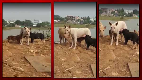 Heartwarming Video: పంది పిల్లలకు పాలిచ్చి.. మాతృత్వం చాటుకున్న శునకం.. వీడియో..