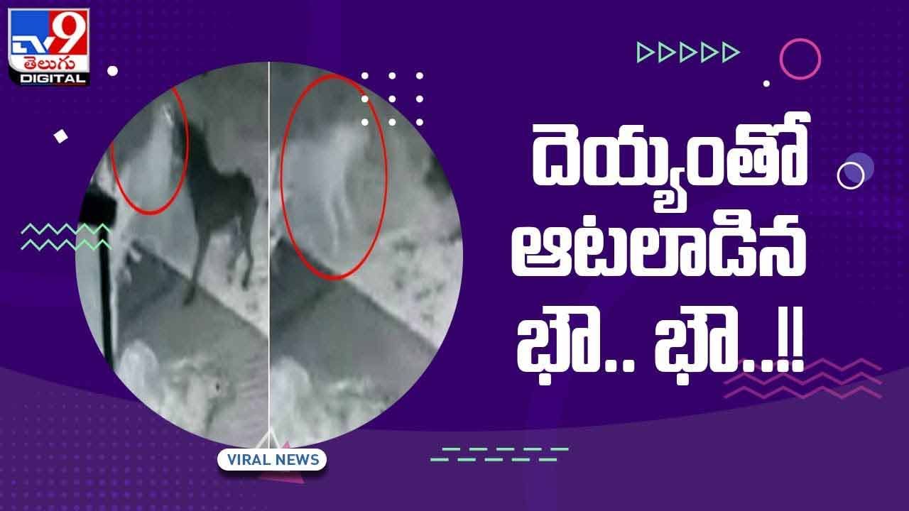 Viral Video: దెయ్యంతో ఆటలాడిన కుక్క.. వీడియో చూస్తే షాక్