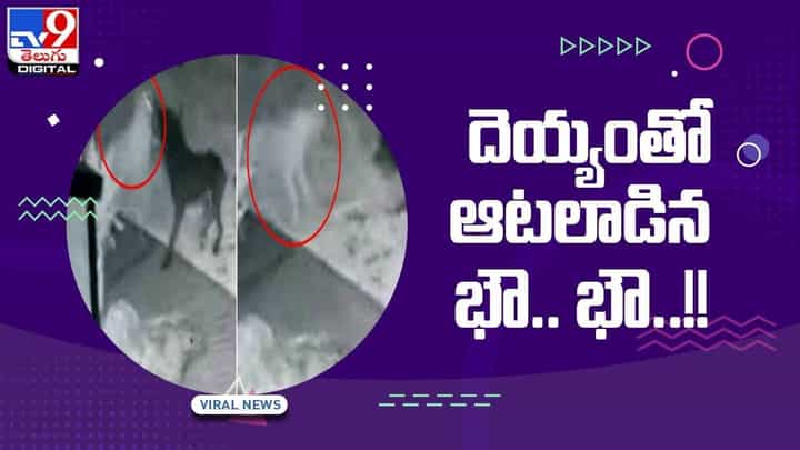 Viral Video: దెయ్యంతో ఆటలాడిన కుక్క.. వీడియో చూస్తే షాక్ Viral Video: దెయ్యంతో ఆటలాడిన కుక్క.. వీడియో చూస్తే షాక్